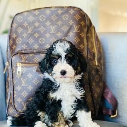 Goldendoodle Puppies from Labradoodleday