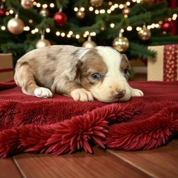 Rosie Buckley - Red merle female Australian Shepherd puppy in Statesville, North Carolina from Charming Australian Shepherds