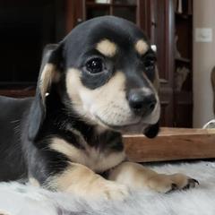 Dachshunds from Chicago Dachshund Puppies