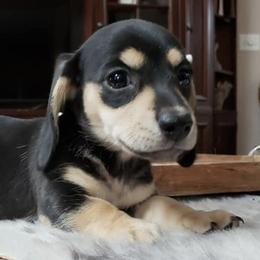 Dachshunds from Chicago Dachshund Puppies