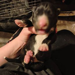 Purple - Black and white female Siberian Husky puppy in Porter Corners, New York from Gemstone Huskys