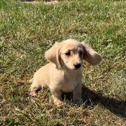 Molly - Cream female Dachshund puppy in Stuart, Iowa from Johnson Family Paws