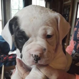 American Bulldogs from M T POCKETS AMERICAN BULLDOGS