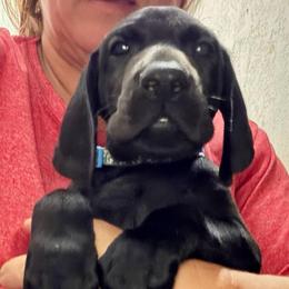 Boy 5 - Black male German Shorthaired Pointer puppy in Aitkin, Minnesota from Whispering’s GunDogs