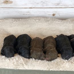 Australian Labradoodle Puppies from NorthStar Labradoodles, LLC.