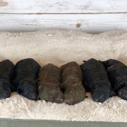 Australian Labradoodle Puppies from NorthStar Labradoodles, LLC.
