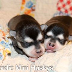 Girl 2 - Black and white female Alaskan Klee Kai puppy in Klamath Falls, Oregon from Nordic Mini Huskys