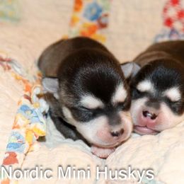 Girl 2 - Black and white female Alaskan Klee Kai puppy in Klamath Falls, Oregon from Nordic Mini Huskys