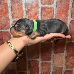 Green boy - Black and tan male Dachshund puppy in North Auburn, California from Northern Doxie