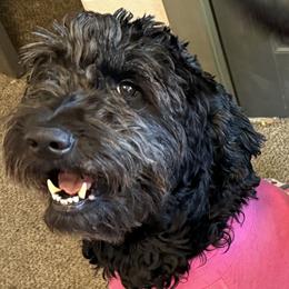 Goldendoodle and Labradoodle Puppies from Rising Star Doodles