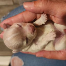 Baby girl 1 - Cream parti female Pomeranian puppy in West Sacramento, California from Northern Cali Pomskies