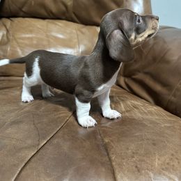 Finn - Dapple male Dachshund puppy in Mount Airy, North Carolina from Mayberry Dachshunds