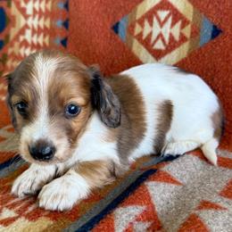 Boy 1 - Dapple male Dachshund puppy in Okeechobee, Florida from HotShot Kennels