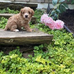 Maxi - Cream male Poodle puppy in Narvon, Pennsylvania from Corgi Companions (license number 18998)