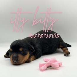 Silk- SILKY WIREHAIR - Black and tan female Dachshund puppy in Canton, Texas from Itty Bitty Dachshunds