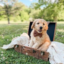 Bandit - Apricot male Goldendoodle puppy in Ooltewah, Tennessee from Allison Family Doodles