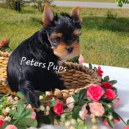 Yorkshire Terrier Puppies from Peters Pups Yorkshire Terriers