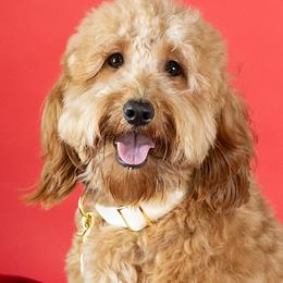 Goldendoodles from Roseville GoldenDoodles