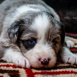 Noelle - Blue merle female Australian Shepherd puppy in Decatur, Texas from Wyldrose Australian Shepherds