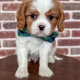 Gatsby - Blenheim male Cavalier King Charles Spaniel puppy in Ammon, Idaho from Ammon Acres Cavaliers