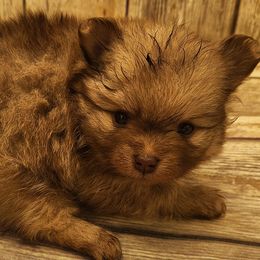 Ruby - Cream sable female Pomeranian puppy in Alton, Missouri from Bat Cave Poms