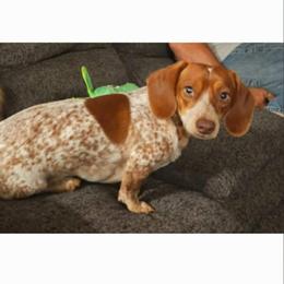 Rollo - Dachshund