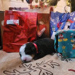 Bernese Mountain Dog Puppies from Stone Hill Farm