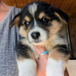 Boy 2 - Black and tan male Pembroke Welsh Corgi puppy in Edinburgh, Indiana from J Bar M Corgis