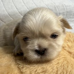 Snoopy - Cream and white male Shih Tzu puppy in Covington, Georgia from Top Hats 2  Shih Tzu’s