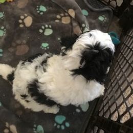 Bernedoodle Puppies from Majestic Hill Mini Bernedoodles LLC
