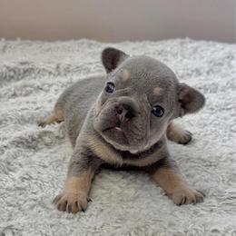 Girl 2 - Tricolors female French Bulldog puppy in Scobey, Montana from Hi-Line Frenchies
