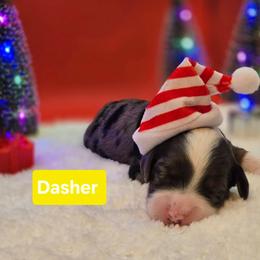 Dasher- Yellow collar - Blue merle female Bernedoodle puppy in Summerville, South Carolina from Channys Doodles