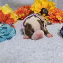 Red Boy - Red male Boston Terrier puppy in Corsicana, Texas from JT Bostons