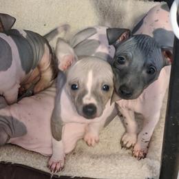 American Hairless Terrier Puppies from Bare Valley