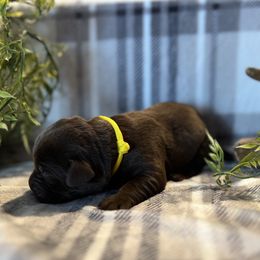 Labrador Retriever Puppies from Bagby Family Labradors