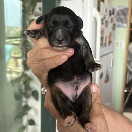 Whoodle,  Finn is 6 days old - Black male Whoodle puppy in Crawford, Colorado from Saddle Mountain Doodles