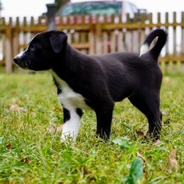 Ei - Black and white female Border Collie puppy in Paola, Kansas from New Dawn Border Collies