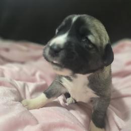 Anatolian Shepherd Dog Puppies from Florida Anatolian Shepherds