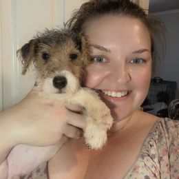 Wayne - White black and tan male Wire Fox Terrier puppy in Ennis, Texas from Syrayed Farm