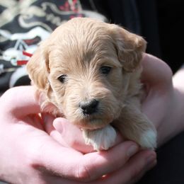 Jessie - Red  Goldendoodle puppy in Shelby Township, Michigan from Shelby Doodles MI LLC