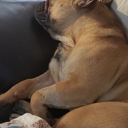 French Bulldog All Grown Up from Fetching Frenchies of SWFL