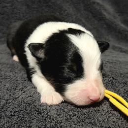 Yellow - Black tri-color male Australian Shepherd puppy in Vona, Colorado from Dyna Aussies