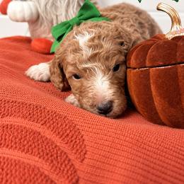 Buzz (Green) - Red  male Poodle puppy in Stuart Fl, Florida from Lincoln & Lady Co.