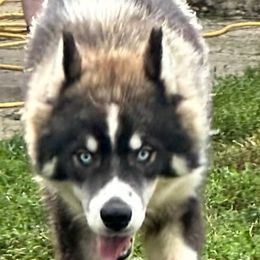 Orion - Siberian Husky