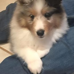 Shetland Sheepdog Puppies from Ambrozia Kennels
