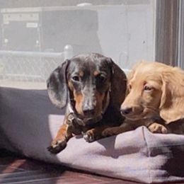 Dachshunds from Yellowstone Mini Dachshunds