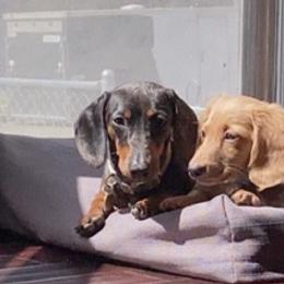 Dachshunds from Yellowstone Mini Dachshunds