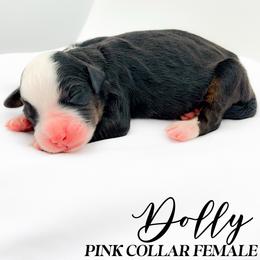 Dolly - Tri-color female Bernedoodle puppy in Tipton, Indiana from Country Creek Doodles