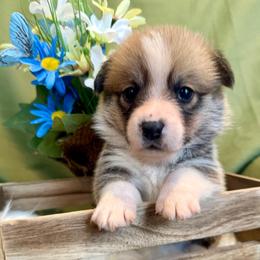 Luca (Green Collar) - Red male Pembroke Welsh Corgi puppy in North Charleston, South Carolina from Corgivilla