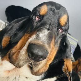 Rocky - Basset Hound